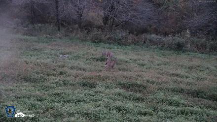Pennsylvania Elk Live Webcam - Oct 2, 2026, 6:53am EDT