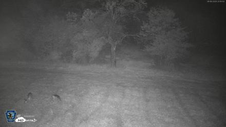 Pennsylvania Elk Live Webcam - Sep 6, 2026, 11:16pm EDT