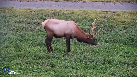 Pennsylvania Elk Live Webcam - Sep 9, 2026, 7:35pm EDT