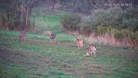 Pennsylvania Elk Live Webcam - Oct 6, 2025, 6:35pm EDT