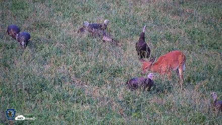Pennsylvania Elk Live Webcam - Sep 9, 2026, 5:54pm EDT