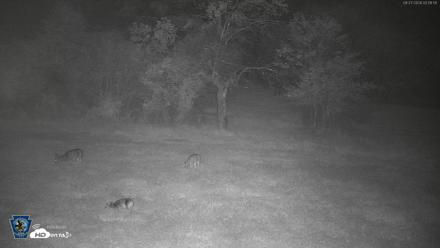 Pennsylvania Elk Live Webcam - Sep 27, 2026, 3:52am EDT