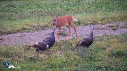 Pennsylvania Elk Live Webcam - Sep 8, 2026, 6:36pm EDT