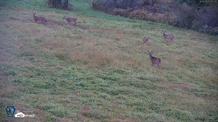 Pennsylvania Elk Live Webcam - Oct 1, 2026, 6:47pm EDT
