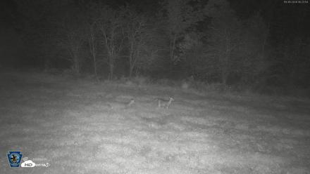 Pennsylvania Elk Live Webcam - Oct 1, 2026, 5:25am EDT