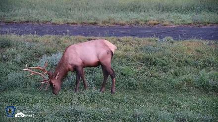 Pennsylvania Elk Live Webcam - Aug 27, 2026, 6:23am EDT