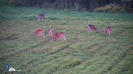 Pennsylvania Elk Live Webcam - Sep 7, 2026, 7:28pm EDT
