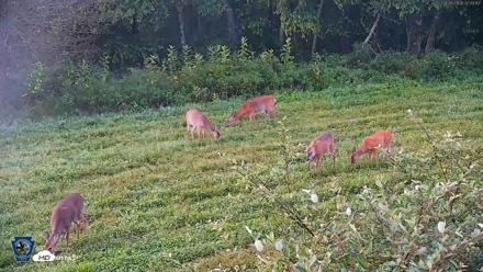 Pennsylvania Elk Live Webcam - Sep 6, 2026, 7:03am EDT