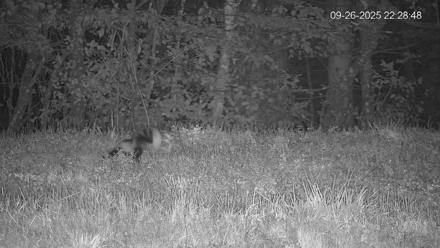 Pennsylvania Elk Live Webcam - Sep 26, 2025, 10:29pm EDT