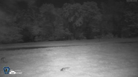 Pennsylvania Elk Live Webcam - Sep 26, 2026, 11:37pm EDT