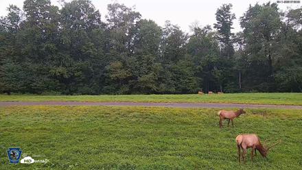 Pennsylvania Elk Live Webcam - Aug 11, 2026, 7:05am EDT