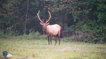 Pennsylvania Elk Live Webcam - Sep 9, 2026, 7:07pm EDT