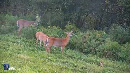 Pennsylvania Elk Live Webcam - Sep 5, 2026, 8:18am EDT