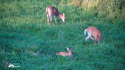 Pennsylvania Elk Live Webcam - Aug 21, 2026, 7:06pm EDT