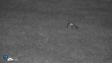 Pennsylvania Elk Live Webcam - Oct 2, 2026, 9:11pm EDT