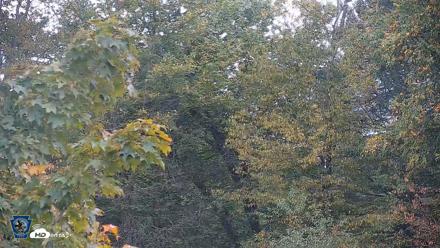 Pennsylvania Elk Live Webcam - Oct 2, 2026, 6:01pm EDT