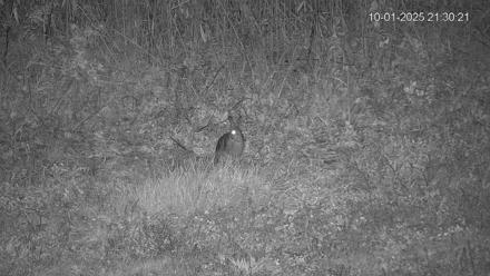 Pennsylvania Elk Live Webcam - Oct 1, 2025, 9:31pm EDT