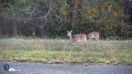 Pennsylvania Elk Live Webcam - Oct 3, 2026, 5:21pm EDT