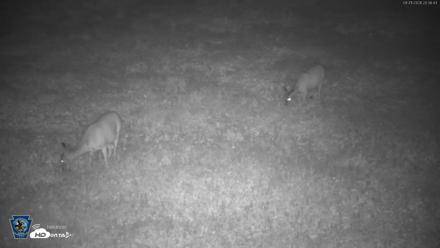 Pennsylvania Elk Live Webcam - Aug 21, 2026, 8:37pm EDT