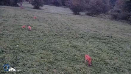 Pennsylvania Elk Live Webcam - Aug 17, 2026, 6:14am EDT