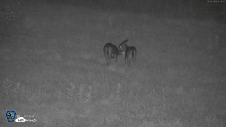 Pennsylvania Elk Live Webcam - Sep 26, 2026, 10:30pm EDT