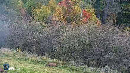 Pennsylvania Elk Live Webcam - Sep 29, 2026, 6:46pm EDT
