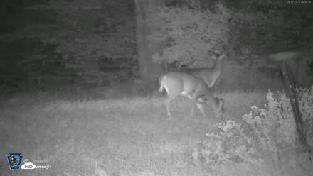Pennsylvania Elk Live Webcam - Sep 27, 2026, 6:37am EDT
