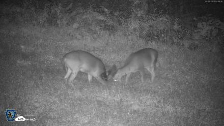 Pennsylvania Elk Live Webcam - Sep 28, 2026, 4:35am EDT