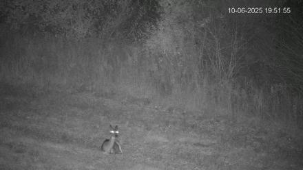 Pennsylvania Elk Live Webcam - Oct 6, 2025, 7:52pm EDT