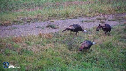 Pennsylvania Elk Live Webcam - Oct 1, 2026, 12:52pm EDT