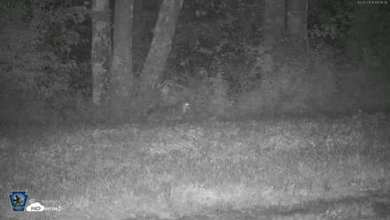 Pennsylvania Elk Live Webcam - Oct 3, 2026, 7:59pm EDT