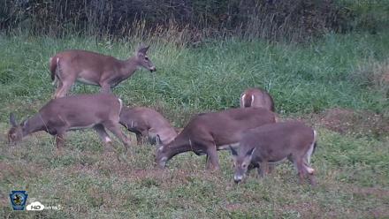 Pennsylvania Elk Live Webcam - Oct 1, 2026, 6:57pm EDT