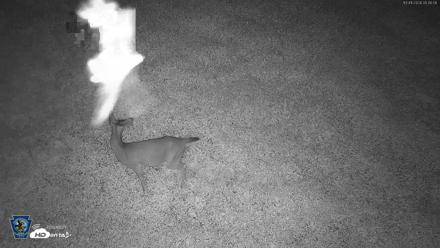 Pennsylvania Elk Live Webcam - Oct 1, 2026, 5:48am EDT