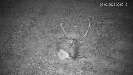 Pennsylvania Elk Live Webcam - Sep 2, 2025, 12:51am EDT
