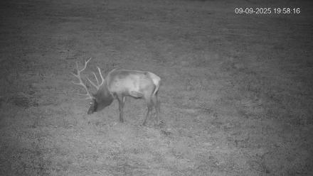 Pennsylvania Elk Live Webcam - Sep 9, 2025, 7:59pm EDT