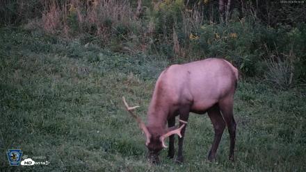 Pennsylvania Elk Live Webcam - Sep 6, 2026, 8:00pm EDT