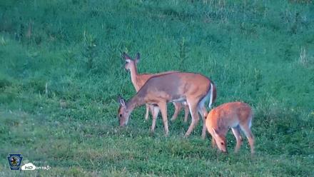 Pennsylvania Elk Live Webcam - Sep 7, 2026, 7:06pm EDT