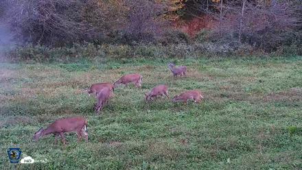 Pennsylvania Elk Live Webcam - Sep 30, 2026, 5:54pm EDT