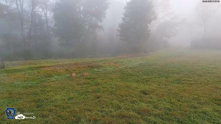 Pennsylvania Elk Live Webcam - Sep 30, 2026, 7:38am EDT