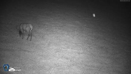 Pennsylvania Elk Live Webcam - Aug 5, 2026, 9:12pm EDT