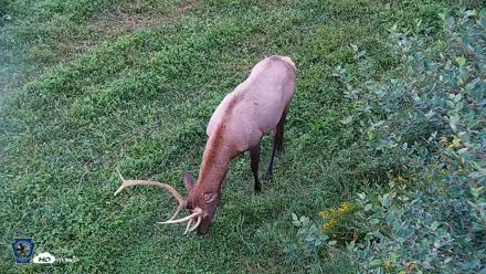 Pennsylvania Elk Live Webcam - Sep 6, 2026, 7:31pm EDT