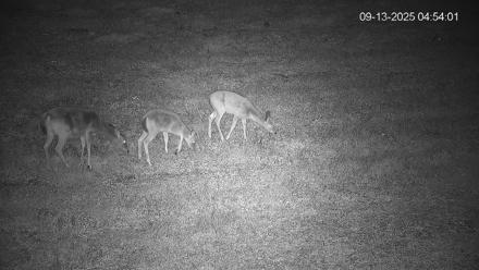 Pennsylvania Elk Live Webcam - Sep 13, 2025, 4:54am EDT