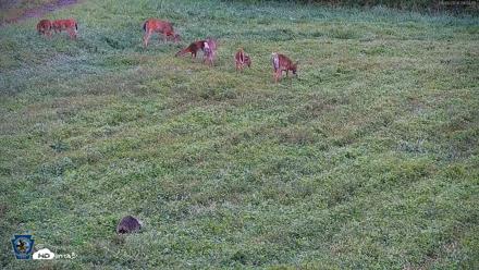 Pennsylvania Elk Live Webcam - Sep 6, 2026, 9:01am EDT