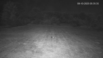 Pennsylvania Elk Live Webcam - Sep 10, 2025, 5:36am EDT