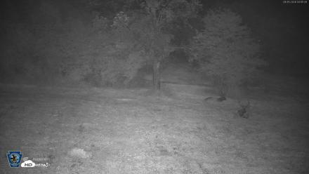 Pennsylvania Elk Live Webcam - Aug 5, 2026, 4:13am EDT