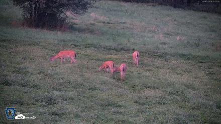 Pennsylvania Elk Live Webcam - Aug 15, 2026, 8:29pm EDT