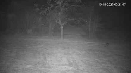 Pennsylvania Elk Live Webcam - Oct 18, 2025, 12:22am EDT