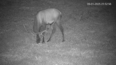 Pennsylvania Elk Live Webcam - Sep 1, 2025, 11:53pm EDT