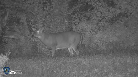 Pennsylvania Elk Live Webcam - Sep 29, 2026, 3:48am EDT