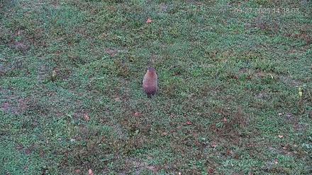 Pennsylvania Elk Live Webcam - Sep 27, 2025, 2:38pm EDT